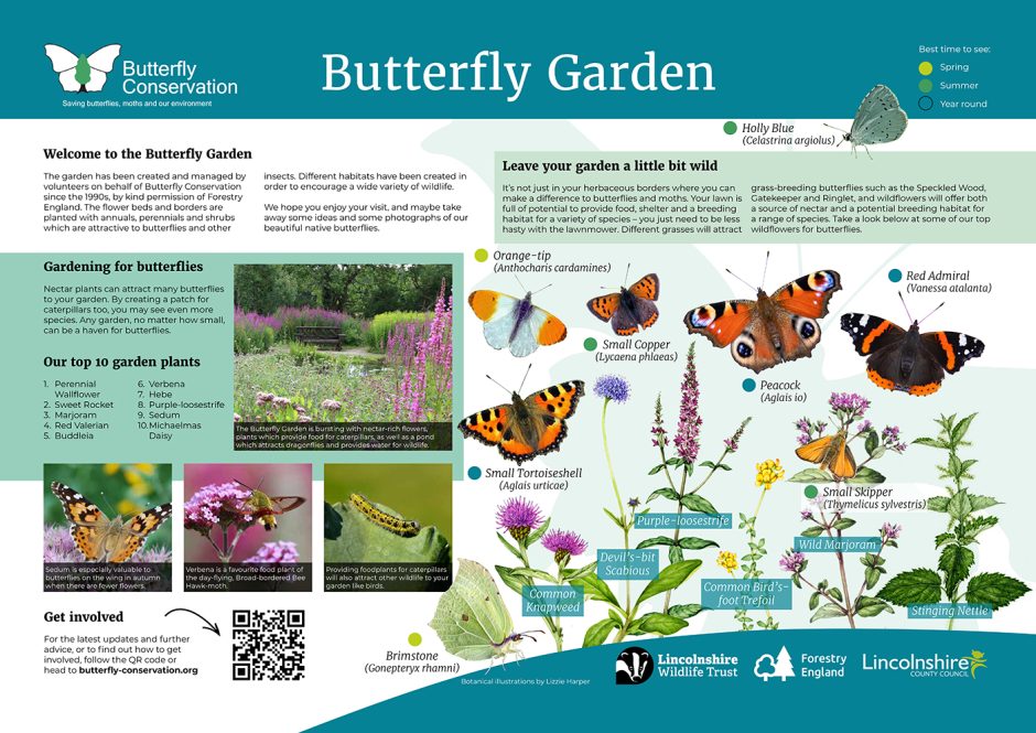 Wildlife Gardening For Butterflies Butterfly Conservation Lizzie Harper