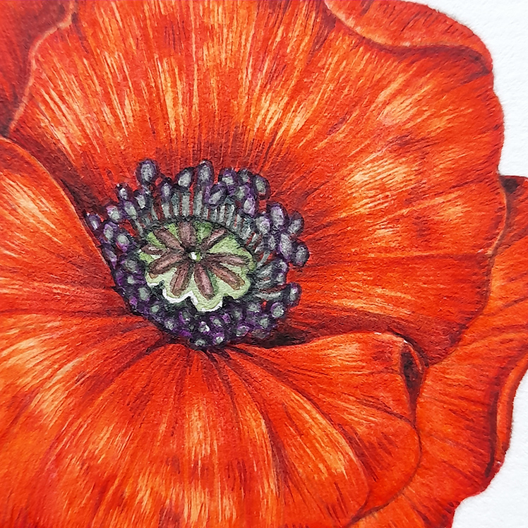 Poppy Watercolour Flower 5 DETAIL Close Up Lizzie Harper