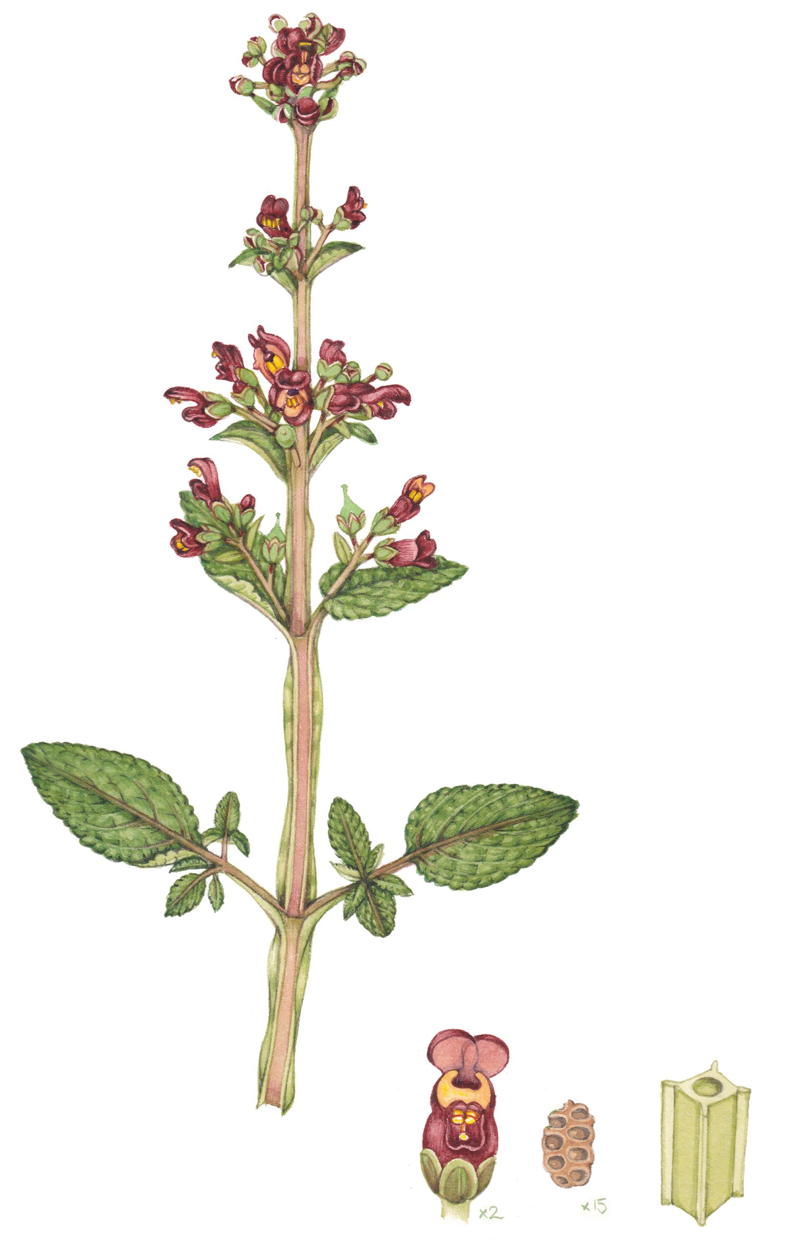 Water Figwort Scrophularia Auriculata Lizzie Harper