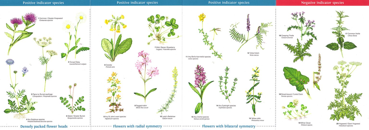 Grassland Plants Identification Guide Lizzie Harper