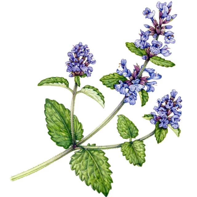 My latest blog is out, it's on the Lamiaceae, or Dead-nettle family of wildflowers:  https://lizzieharper.co.uk/2025/10/wildflower-families-lamiaceae/  It's one of a series on common flower families I've been doing, featuring my  botanical illustrations and attempts to simplify the complexities of botany and classification.  So come and have a look at the mints, bee-balm, dead nettles, and wild thyme that feature in this family; and learn what features put them all under the same classification umbrella.  #wildflowers #wildflowerfamilies #botany #botanicalart #botanicalillustration #sciart #naturelovers #flowerart #illustration