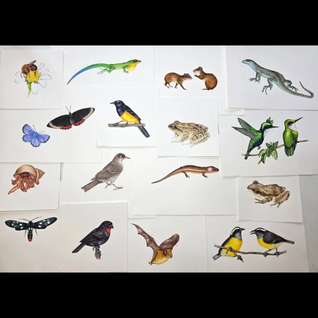 Well, that's this week done.  For various reasons I had a whole lot to get through, and I've managed to knock out 16 full watercolours in one week.  Very pleased, relieved, and surprised.  They need tweaking, scanning, cleaning and filing.  But getting them done means I can start on the next set on Monday.  (I'll probably post them separately at some point, so you can see them a bit clearer.  Suffice to say they're all animals from Montserrat and, even at high speed, were a total joy to work on.  #naturalhistoryillustration #sciart  #notahobby