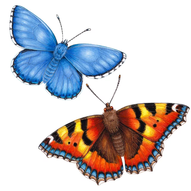 Lizzie Harper Newsletter October 2025  Take a look, October's newsletter is out.  Fancy catching up with what Lizzie's been working on, accessing her films and blogs, and having the chance to buy originals?  You know where to look...