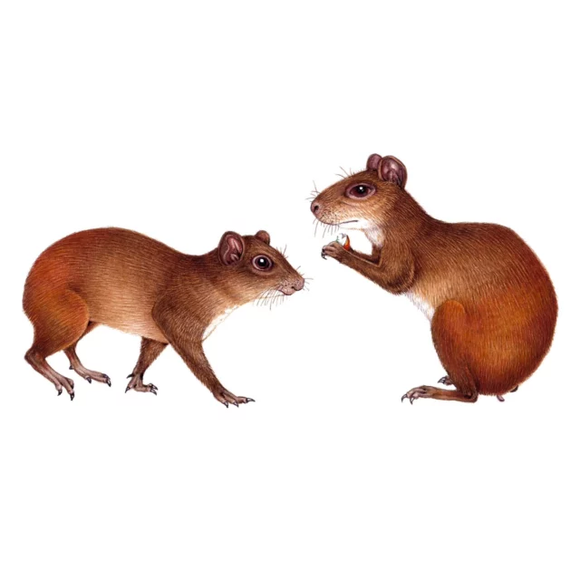 These are Red-rumped agouti, Dasyprocta leporina nobelie.  They fill the same ecological niche as rabbits, and are a common sight in Montserrat, grazing on grasses and fallen fruit.  As with all mammals, the challenge is to build enough colour and texture into the fir using tiny brush strokes.  Other challenges include figuring out the anatomy of the feet and the ears, and trying not to give the animal a n expression.  I have failed on the last point.  One looks scared and hopeful, the other looks irritable.  What can you do?  These are one of the 17 illustrations I completed for the UK Overseas Territories Conservation Forum for Montserrat earlier in the month.  #naturalhistoryillustration #naturalscienceillustration #nature #agouti #dasyprocta #sciart #montserrat