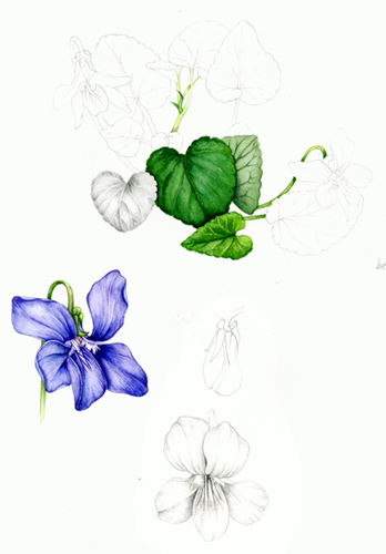 violets botanical drawing