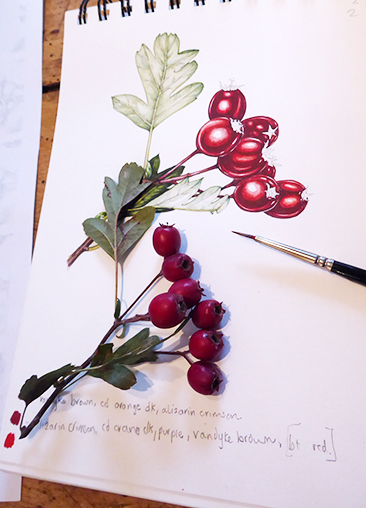 combat stress through art hawthorn berries