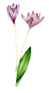 Botanical illustration tips on painting white flowers - Lizzie Harper