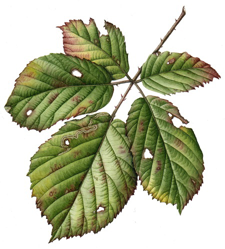 Bramble leaf by Julia Trickey