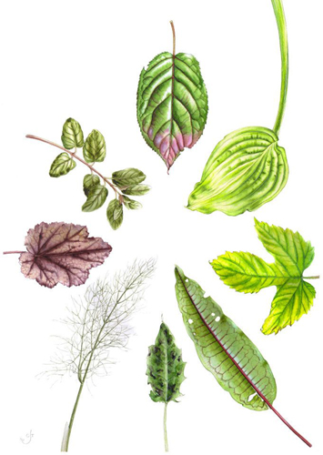 Assorted leaves by Chris Taylor