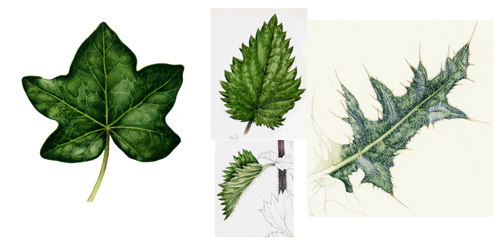 Botanical illustration tips on painting leaves - Lizzie Harper