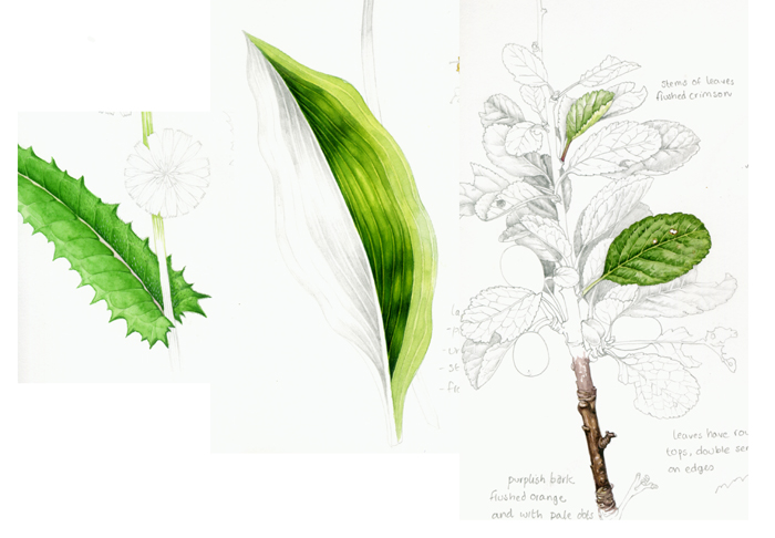 Leaf sketches