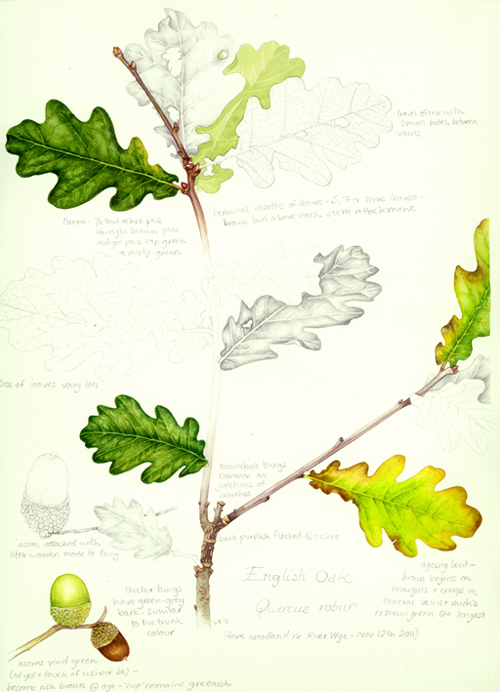 oak tree, leaves