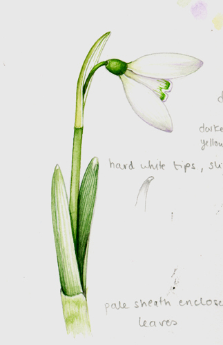 snowdrop