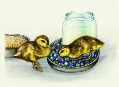 marbles and ducklings