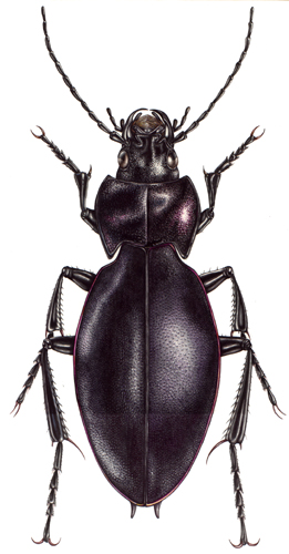 beetle, coleoptera,