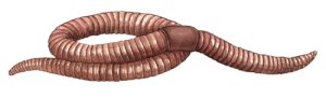 earthworms,