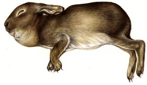 Drawing disgust: illustrating revolting animals - Lizzie Harper