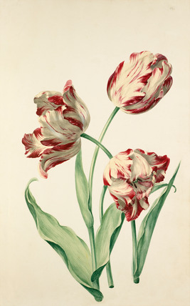 tulip by Sievert rhs