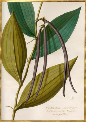 vanilla, rhs linley,