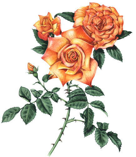 rosa, orange rose,