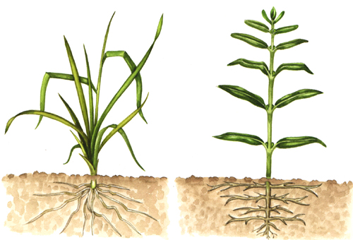 Monocot Plant Diagram