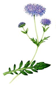 scabious, compound leaves,