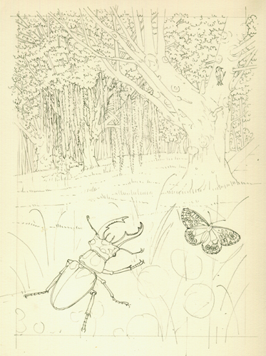 coleoptera, woodland,