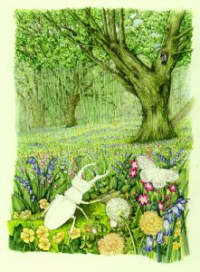 coleoptera in woodland