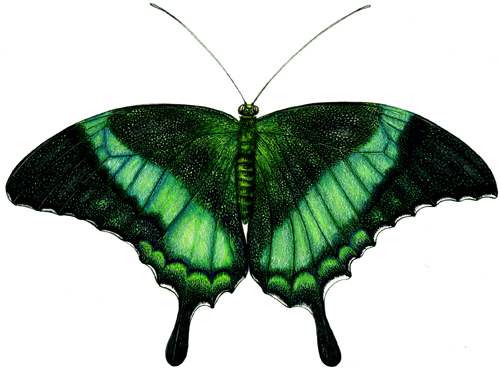 lepidoptera,