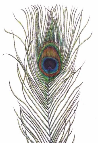 iridescence Peacock feather by Christine Brodie Lizzie Harper