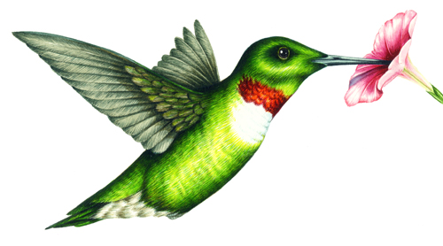 hummingbirds,