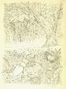 woodland coleoptera sketch