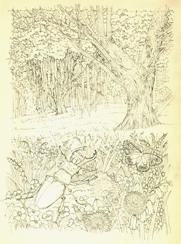 woodland coleoptera sketch
