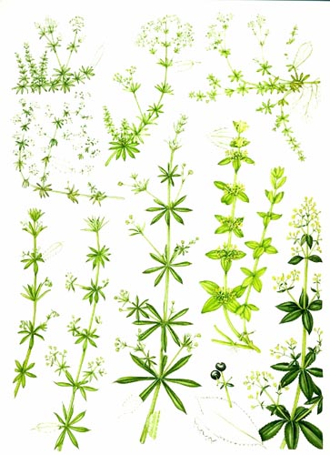 Galium