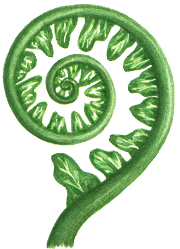fiddlehead fern