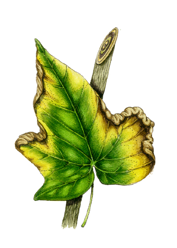 wilt, leaf wilt, pen and ink techniques, pest and diseases, garden disease,