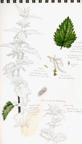 Urtica dioica