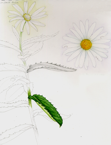 daisy asteraceae