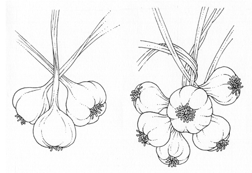 plaiting garlic, Alium, pen and ink,