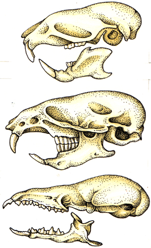 bones, mammal, pen and ink techniques,