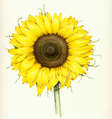 Lizzie harper botanical illustration of sunflower