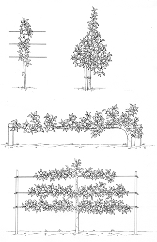 apple, malus, pen and ink,