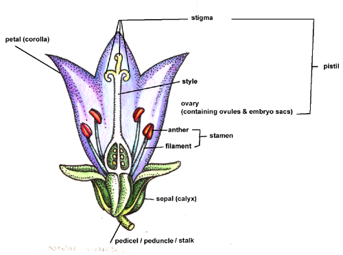 Flower Structure Diagram