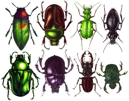 Coleoptera, Natural history illustration, decoration, decorative, 