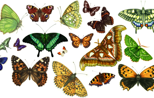 Natural history illustration, decoration, decorative, 