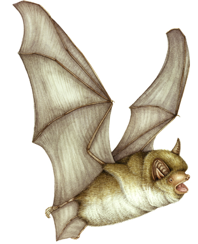 scientific bat illustration