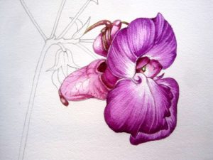 River management, sketchbooks study, sxs, impatiens, invasives, step by step, Himalayan balsam,