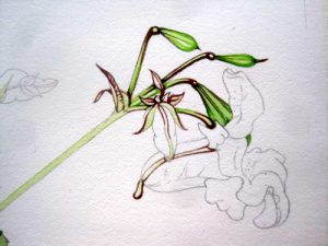 River management, sketchbooks study, sxs, impatiens, invasives, step by step, Himalayan balsam,