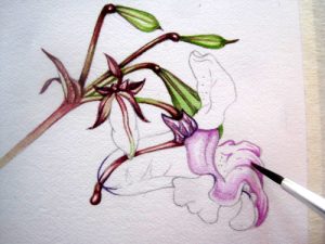 River management, sketchbooks study, sxs, impatiens, invasives, step by step, Himalayan balsam,