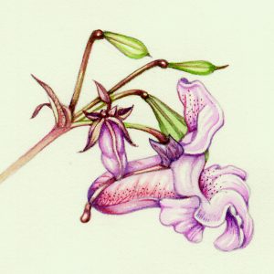 River management, sketchbooks study, sxs, impatiens, invasives, step by step